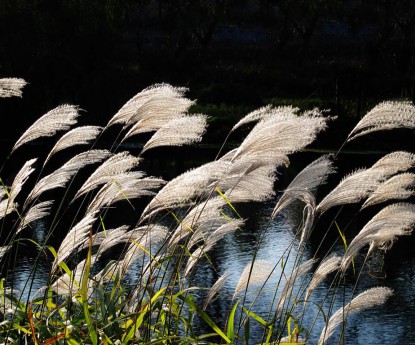 蘆葦